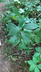 Hybanthus concolor
