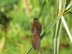 Bradypterus centralis