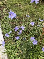 Cichorium intybus