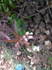 Asclepias nivea