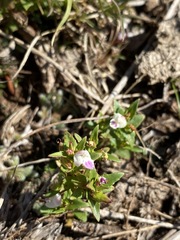 Linderniella