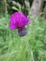 Cirsium pannonicum