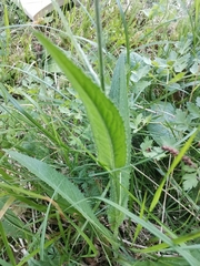 Cirsium pannonicum
