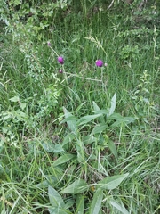 Cirsium pannonicum