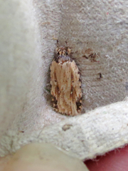 Agonopterix atrodorsella