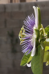 Passiflora alata × caerulea