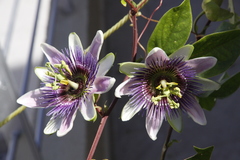Passiflora alata × caerulea