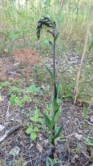 Epipactis atrorubens