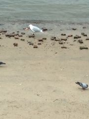 Larus argentatus