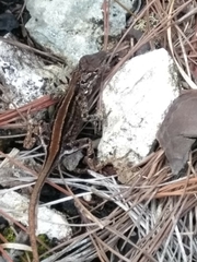 Anolis cybotes