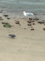 Larus argentatus