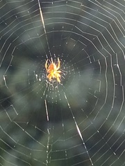 Araneus diadematus