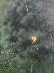 Araneus diadematus