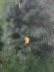 Araneus diadematus