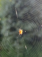 Araneus diadematus