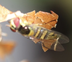 Allograpta obliqua