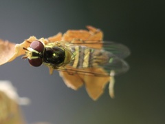 Allograpta obliqua