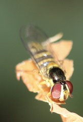Allograpta obliqua