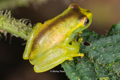 Babbling Stream Frog photo 2