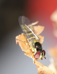 Allograpta obliqua