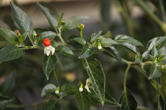 Capsicum annuum annuum