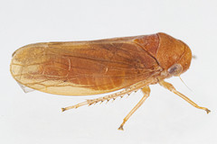 Oncopsis sobria
