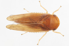 Oncopsis sobria