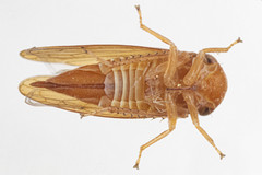Oncopsis sobria