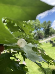 Amphibolips nubilipennis