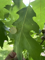 Amphibolips nubilipennis