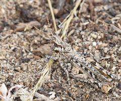 Psoloessa delicatula