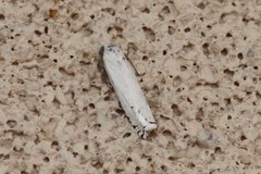 Hystrichophora vestaliana