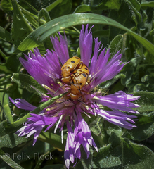 Leptopalpus rostratus