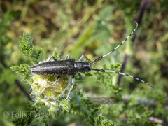 Agapanthia suturalis
