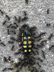 Buprestis octoguttata