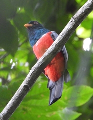 Trogon mesurus