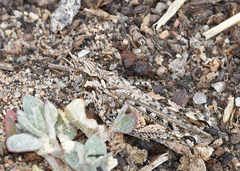 Psoloessa delicatula