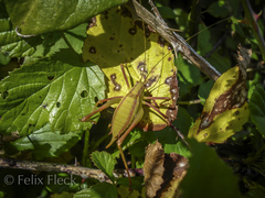 Odontura glabricauda
