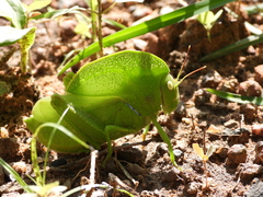 Teratodes monticollis