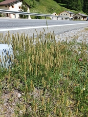Plantago maritima serpentina
