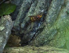 Vespa crabro germana