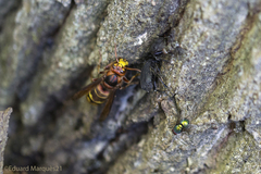 Vespa crabro germana