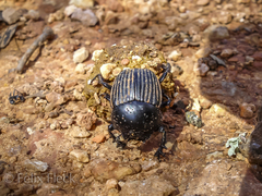 Scarabaeus laticollis