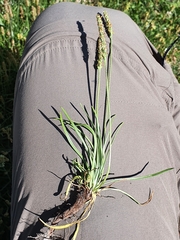 Plantago maritima serpentina