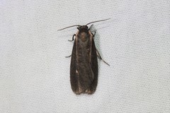 Hypoprepia inculta