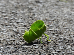 Teratodes monticollis
