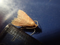 Arta epicoenalis
