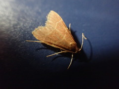 Arta epicoenalis
