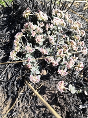 Euphorbia umbellulata