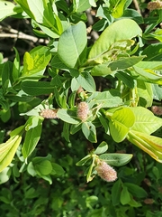 Salix caesia